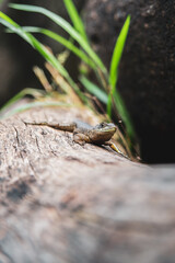 Lizard at a trunk with green leafs
