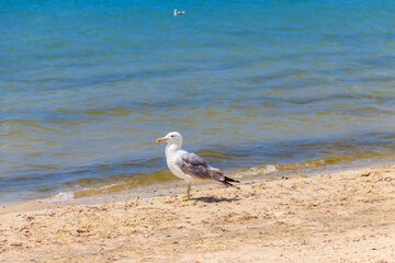 Seagull on a sandy beach of the Black sea