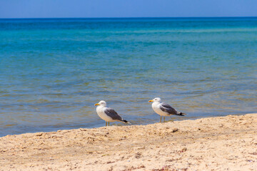 Seagulls on a sandy beach of the Black sea
