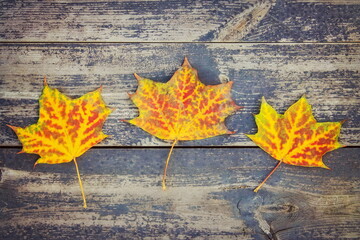 Colorful rich maple leaves, on the background of vintage boards