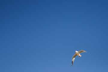 Seagull at Margaret River Mouth, Surfers Point, Western Australia