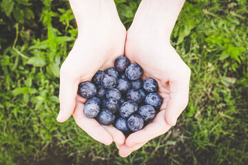 Close-up of hands holding blueberry. Healty lifestyle concept