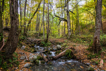 Fototapeta na wymiar Beshenka river in the forest on the Kraiynaya Polyana, Russia
