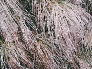 Ice drops on a plant