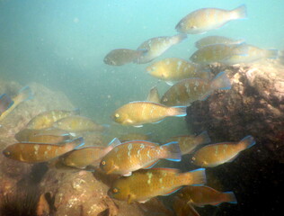 Costa Rica Pacific sea life