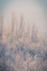 Winter urban frosty landscape - snow covered trees on foggy background