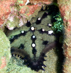 Costa Rica Pacific sea life