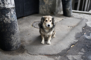 Sad dog sitting alone on the street.