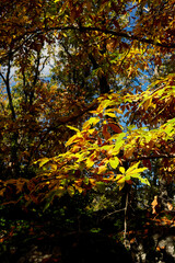 A ray of sunlight hits the leaves of the branches of a chestnut tree in the middle of autumn.