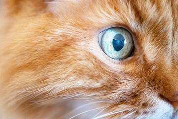 The blue eye of a ginger cat was shot in a macro style. There is a place for text. The photo was shot for your furry design.