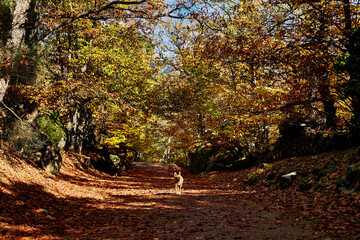 Belgian Malinois dog walks down a path of wet chestnut leaves in the middle of autumn. Chair of Felipe II. The Escorial. Madrid