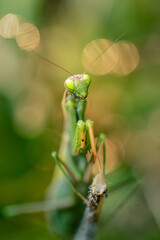 Close-up of Mantis religiosa (praying mantis) in natural conditions