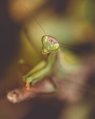 Close-up of Mantis religiosa (praying mantis) in natural conditions