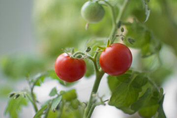 RED CHERRY TOMATOES ON A BRANCH