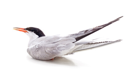 Obraz premium One beautiful seagull.