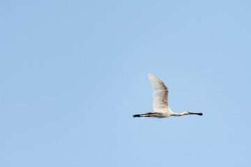 Fototapeta premium Eurasian Spoonbill bird on a pond in an early autumn morning near Zikhron Ya'akov, Israel. 