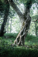 Atmospheric Climbing Roots in Bright Summer Light - North Somerset, Cheddar, UK