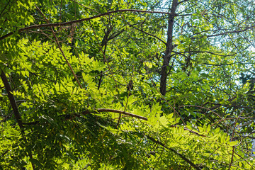 The Hot Summer Sun Shines Through the Bright Green Foliage of the Elm Tree, Creating A Colorful...