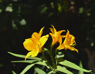 Flowers of Peruvian Lily in Andes