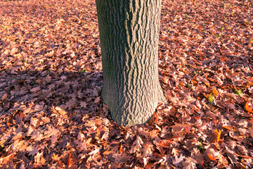Many brown colored leaves laying on the ground of a forest
