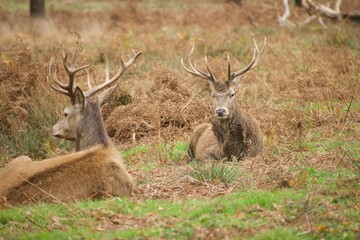 Two red deers are sitting on the green and yellow grass and having rest