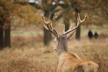 Deer is looking away while two people are walking in the background
