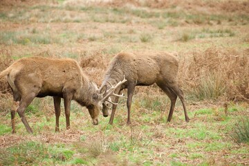 Naklejka na ściany i meble Deer fight during the breeding season also known as rutting
