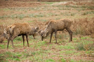 Naklejka na ściany i meble Deer fight during the breeding season also known as rutting