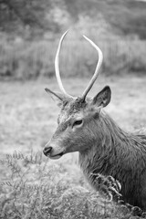 Black and white portrait of a young deer