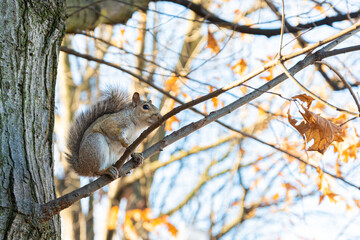 Gray squirrel standing on a branch without leaves. With copy space