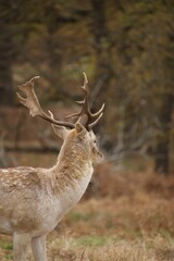 Deer looking away to the woods