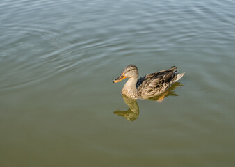 Fototapeta premium Duck family with duck chickswild duck in a pond,