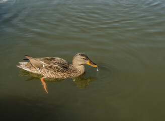 Duck family with duck chickswild duck in a pond,