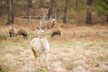 White deer standing alone while the others are eating in the background