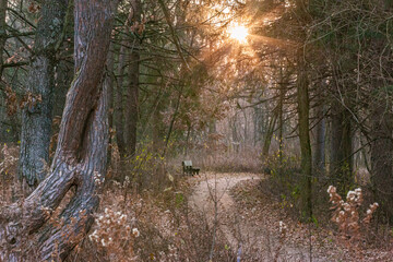 A bench along a paved trail in the woods with the morning sun creating a starburst.