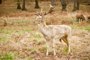 White deer standing alone while the others are eating in the background