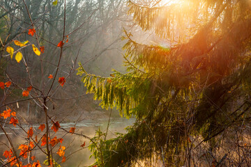 A Norway pine tree and shrub with red leaves along a pond on a misty morning with golden sunrays.