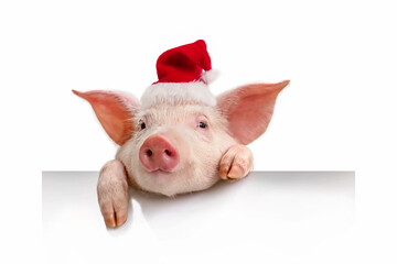 Pig in a red Santa Claus hat isolated on white, his hanging a white banner © The Len