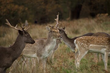 Stag with one antler in a group of stag