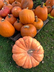 pumpkins