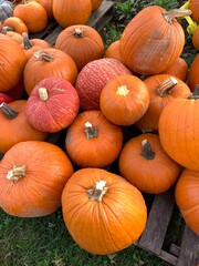 pumpkins