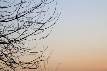 Tree and a sky as a background in two colors blue and orange with copy space.