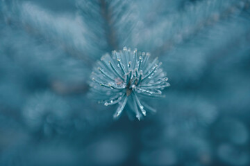 Closeup of fir tree branch with iced drops on needles. Abstract winter background in monochrome trendy blue color. Merry christmas and Happy New Year greeting card, postcard, invitation, wallpaper.