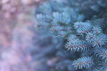 Fir tree branches with frost drops on needles. Winter background in gradient trendy colors. Merry christmas and Happy New Year greeting card, postcard, invitation, wallpaper.