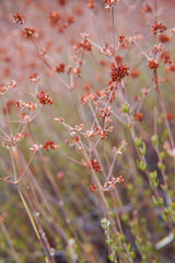 Red California Wildflowers