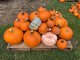 pumpkins
