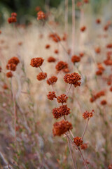 Red California Wildflowers