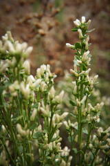 White California Wildflower