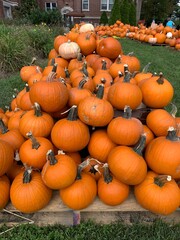 pumpkin sale