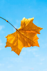 Autumn leaf with blue sky in the background.